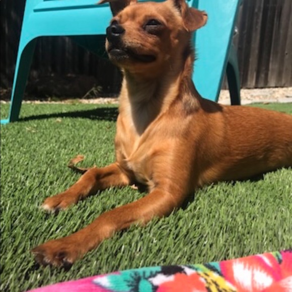 💖🎾🐶BELLA⭐️☀️🦋 - Picture 6 of 14